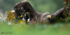 Seeadler