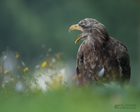 Seeadler