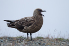 Skua