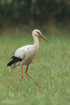Weissstorch