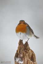 Rotkehlchen
