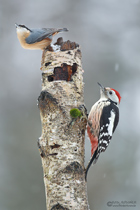 Mittelspecht und Kleiber