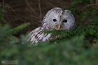 Habichtskauz
