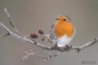 Rotkehlchen