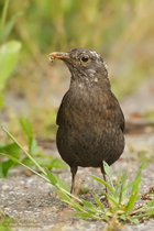 Amsel