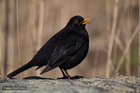 Amsel
