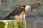 Bartgeier