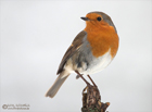 Rotkehlchen