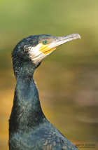 Kormoran