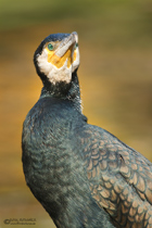 Kormoran