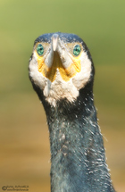 Kormoran