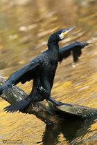 Kormoran