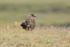 Skua