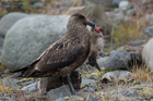Skua