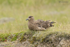 Skua