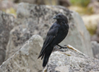 Kolkrabe