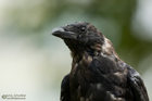 Rabenkrähe