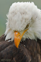 Weisskopfseeadler